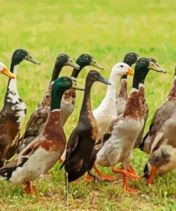 Indian Runner Ducks paint by number