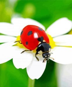 Ladybeetle White Flower paint by numbers