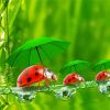Ladybeetles And Green Umbrellas paint by numbers