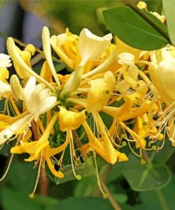 Light Yellow Honeysuckle paint by numbers