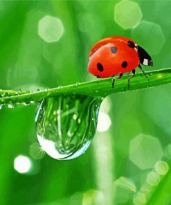Lonely Ladybeetle paint by numbers