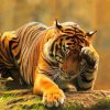 Lonely Tiger Animal paint by numbers