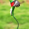 Long Tail Quetzal Flying paint by numbers