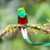 Long Tailed Quetzal Bird On A Branch paint by numbers