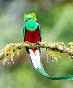 Long Tailed Quetzal Bird On A Branch paint by numbers