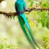 Long Tailed Quetzal paint by numbers