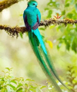 Long Tailed Quetzal paint by numbers
