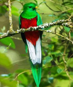 Long Tailed Colorful Quetzal paint by numbers