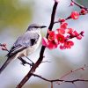 Mockingbird And Blossoms paint by number