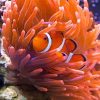 Orange Anemones And Clown Fish paint by number