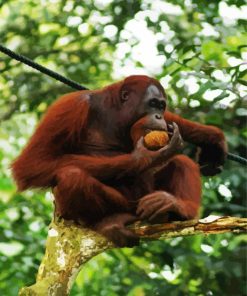 Orangutan Monkey On A Tree paint by number