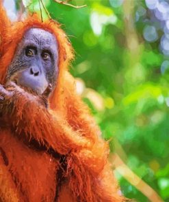 Orangutan Monkey Animal paint by number