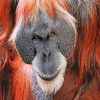 Orangutan Monkey paint by number