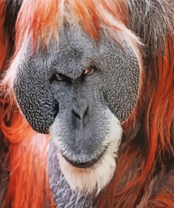 Orangutan Monkey paint by number