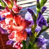 Peachy And purple Gladiolas paint by numbers