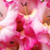 Pink Gladiola Rose paint by numbers