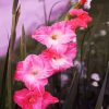 Pink Gladiola Plants paint by numbers