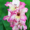 Light Pink Gladiola paint by numbers