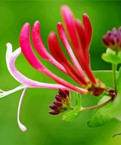 Pink Honeysuckle paint by numbers