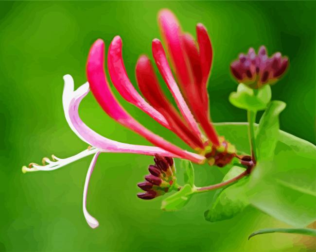 Pink Honeysuckle paint by numbers