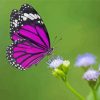Purple Butterfly On Flower paint by numbers