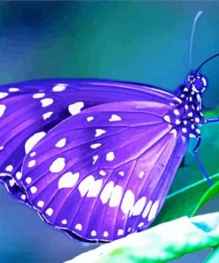 Purple Butterfly paint by numbers