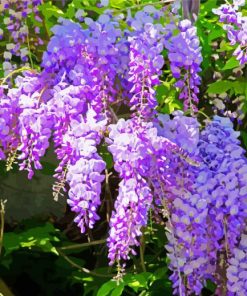 Purple Flowers Wisteria paint by number