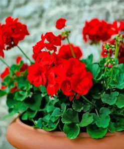 Red Geraniums paint by number