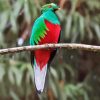 Red Eyes Quetzal paint by numbers