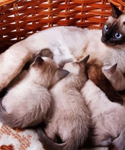 Siamese Cat With Kittens paint by number