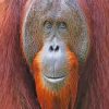 Smiling Orangutan paint by number