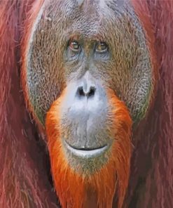 Smiling Orangutan paint by number