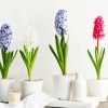 Soft Hyacinth Flowers paint by numbers