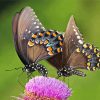 Swallowtail Butterflies paint by numbers