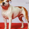White American Staffordshire Terrier paint by number