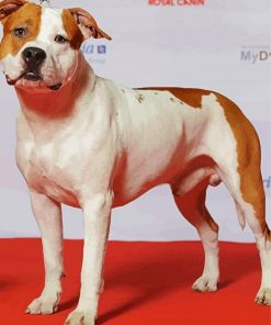 White American Staffordshire Terrier paint by number
