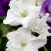 White Gladiola paint by numbers