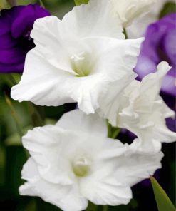 White Gladiola paint by numbers