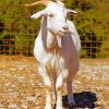 Cute White Goat paint by number