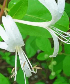 White Honeysuckle Flower paint by number