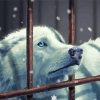 White Wolf paint by number