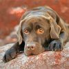 Adorable Chocolate Labrador paint by numbers