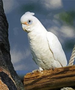 Adorable Corella paint by numbers