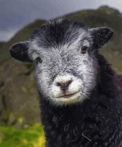Adorable Herdwick Sheep paint by numbers