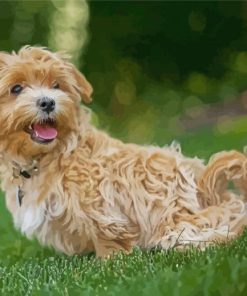 Adorable Maltipoo paint by numbers