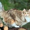 Adorable Norwegian Forest Cat paint by numbers