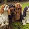 Adorable Spaniel Puppies paint by numbers