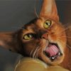 Cool Abyssinian Cat paint by numbers