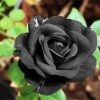 Black Flower Plant paint by numbers