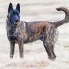 Adorable Dutch Shepherd Dog paint by numbers